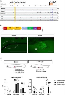 Heterochronic development of pelvic fins in zebrafish: possible involvement of temporal regulation of pitx1 expression